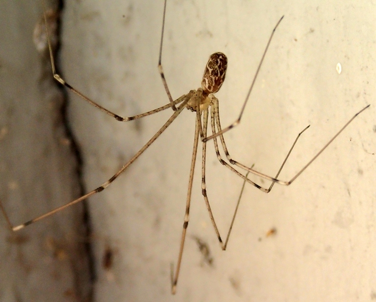 Pholcus phalangioides; Holocnemus pluchei - Treviso (TV)